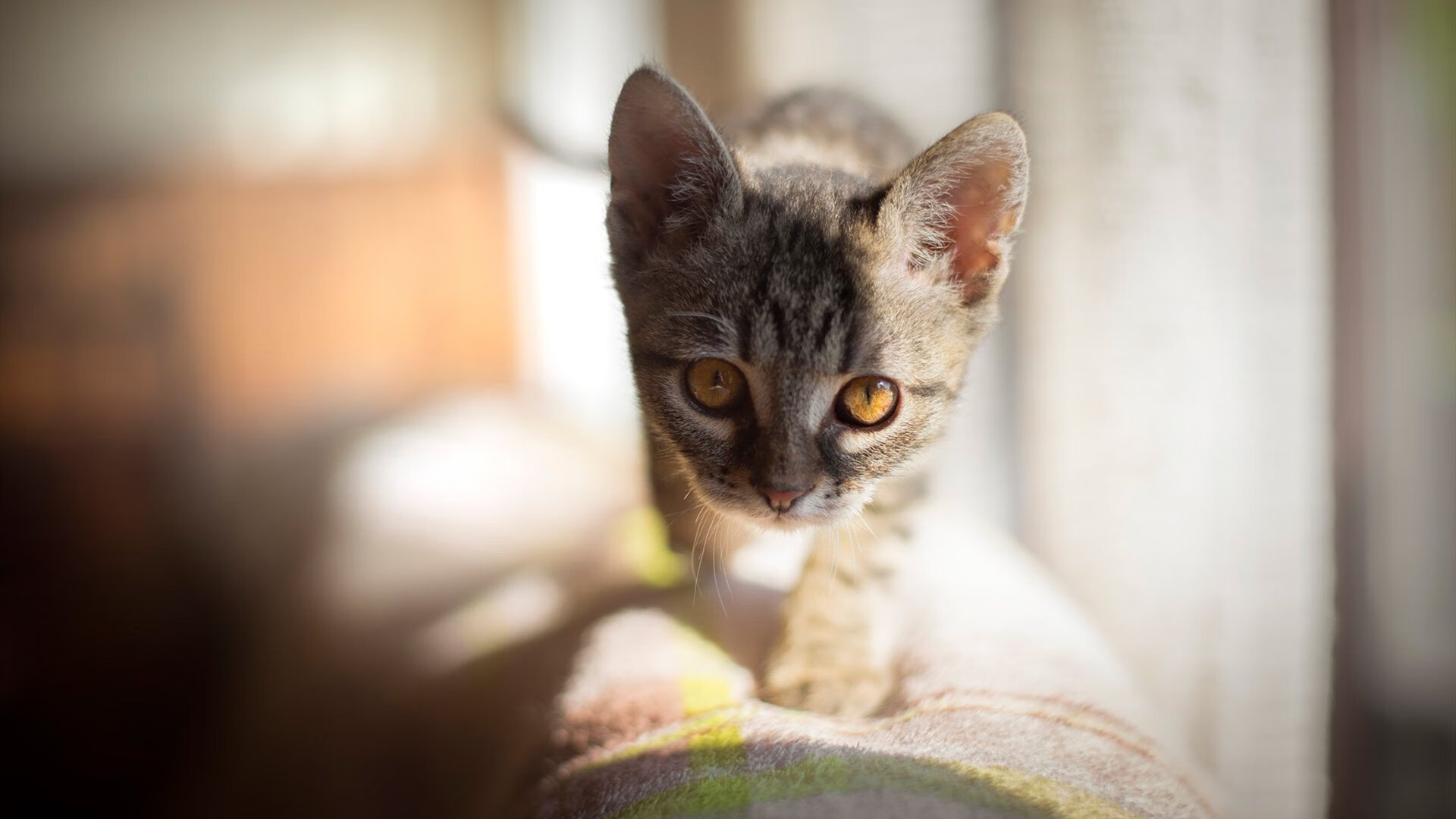 山西龙狮年轻球员迅速成长表现超预期，龙狮队介绍