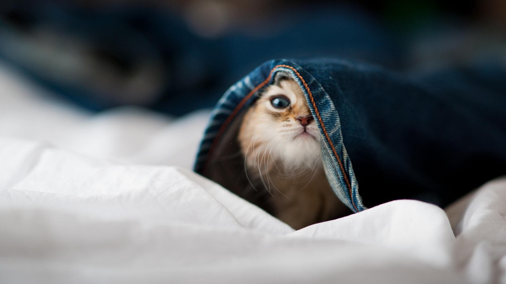 中国足球职业俱乐部拓展老将退役转型通道，中国男足退役名将